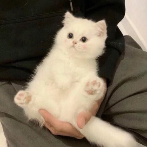 خوشنر علی avatar