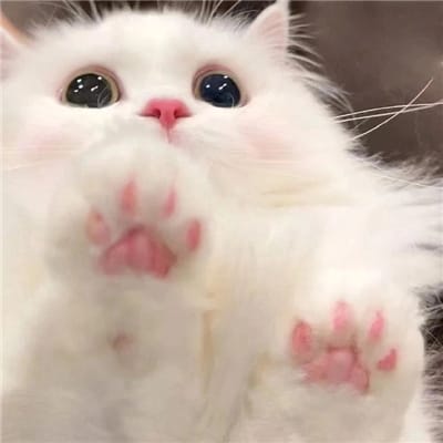 شازیہ فاروق avatar