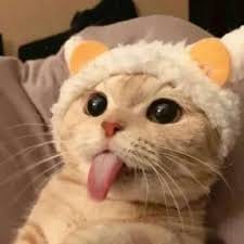 زبیدہ گل avatar